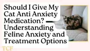 Should I Give My Cat Anti-Anxiety Medication