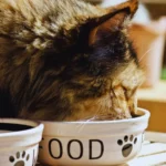 Atta Cat Cat Food Review: Providing Wholesome Nutrition for Feline Friends