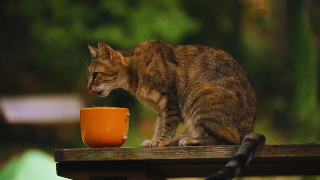 Dr. Pol Cat Food: Unveiling the Pros, Cons, and Nutritional Excellence