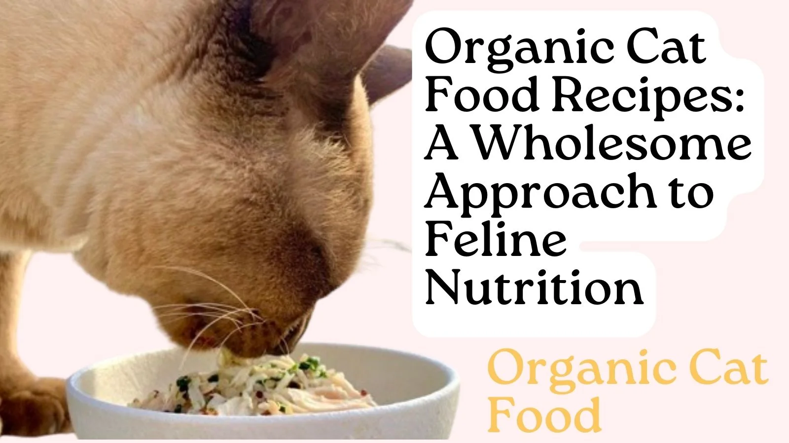 Organic Cat Food Recipes