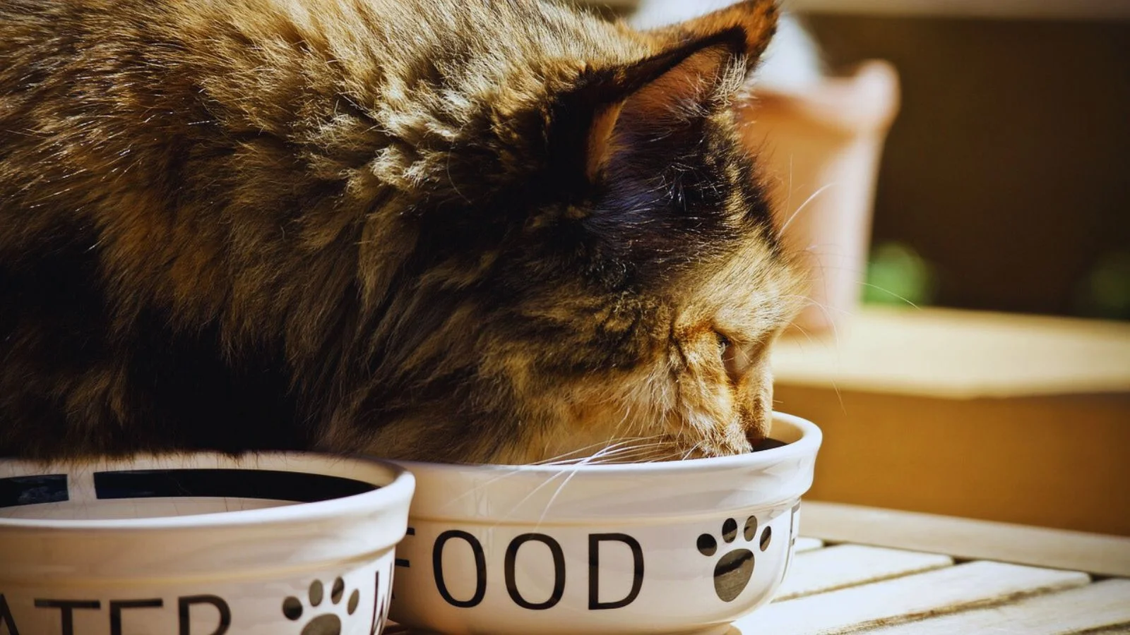 OrgaNOMics Cat Food