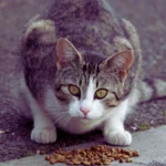 Wild Frontier Cat Food: Unleashing the Instincts of Your Feline Friend