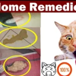 home remedies for sick cats not eating