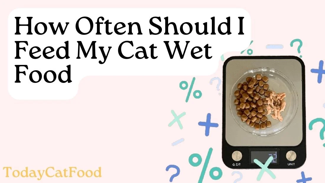 My Cat Wet Food