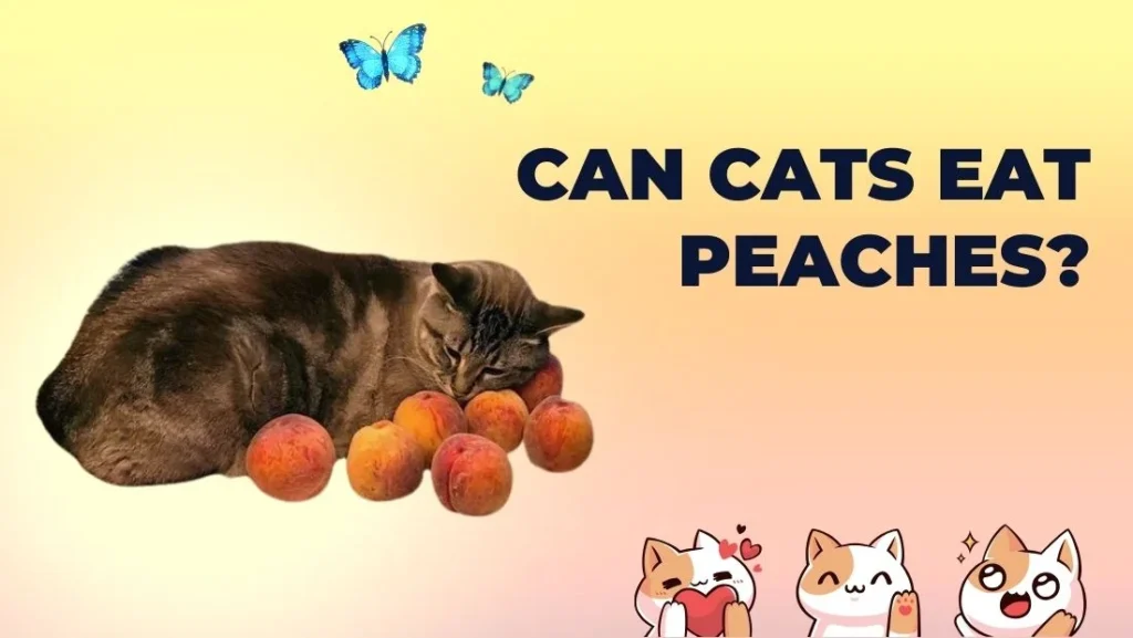 Can Cats Eat Peaches?