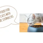 best cat food for senior cats with sensitive stomachs