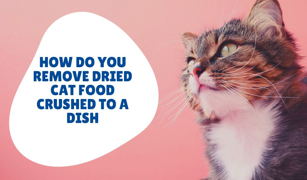 How do you remove dried cat food crushed to a dish