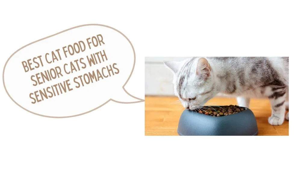 best cat food for senior cats with sensitive stomachs