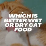 which is better wet or dry cat food