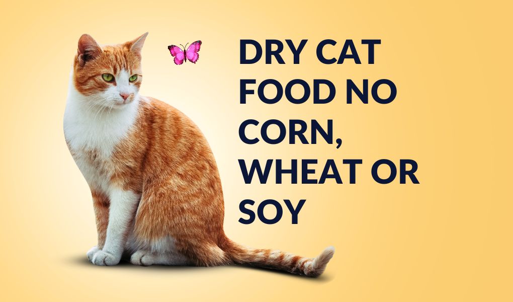 dry cat food no corn, wheat or soy