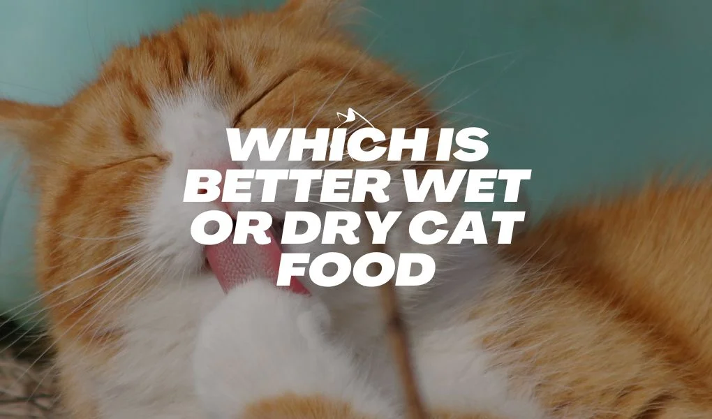 which is better wet or dry cat food