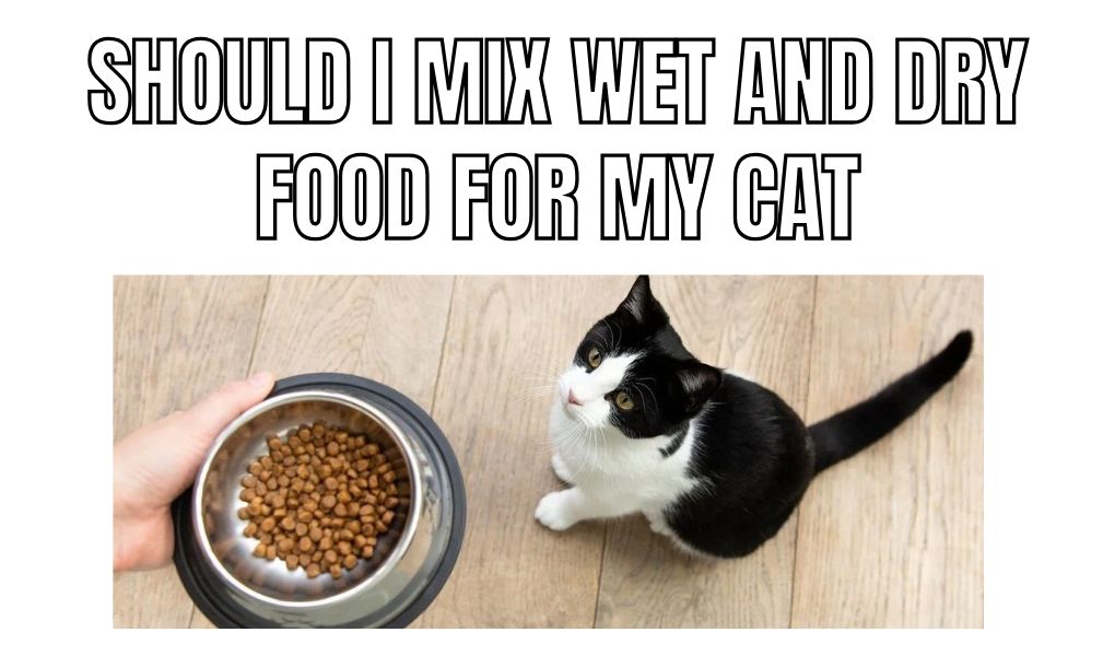 should i mix wet and dry food for my cat