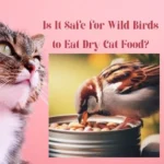 Is It Safe for Wild Birds to Eat Dry Cat Food?