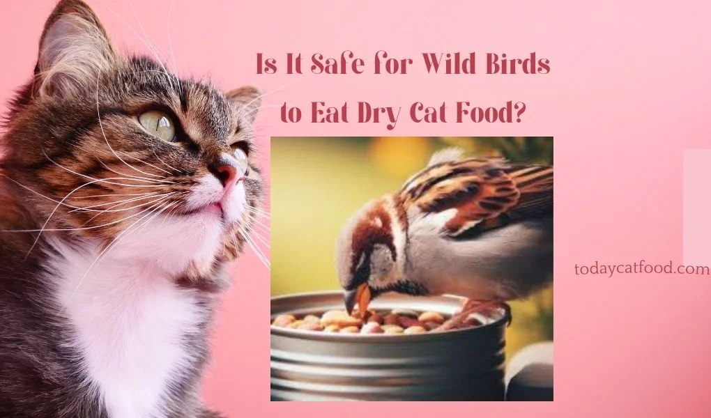 Is It Safe for Wild Birds to Eat Dry Cat Food?