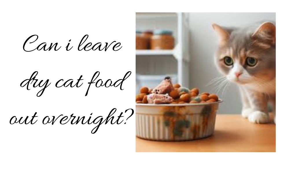 Can I Leave Dry Cat Food Out Overnight?