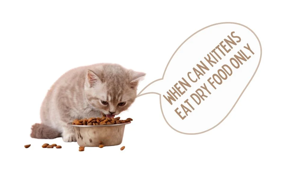 when can kittens eat dry food only