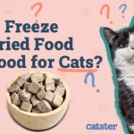 how to feed freeze-dried cat food